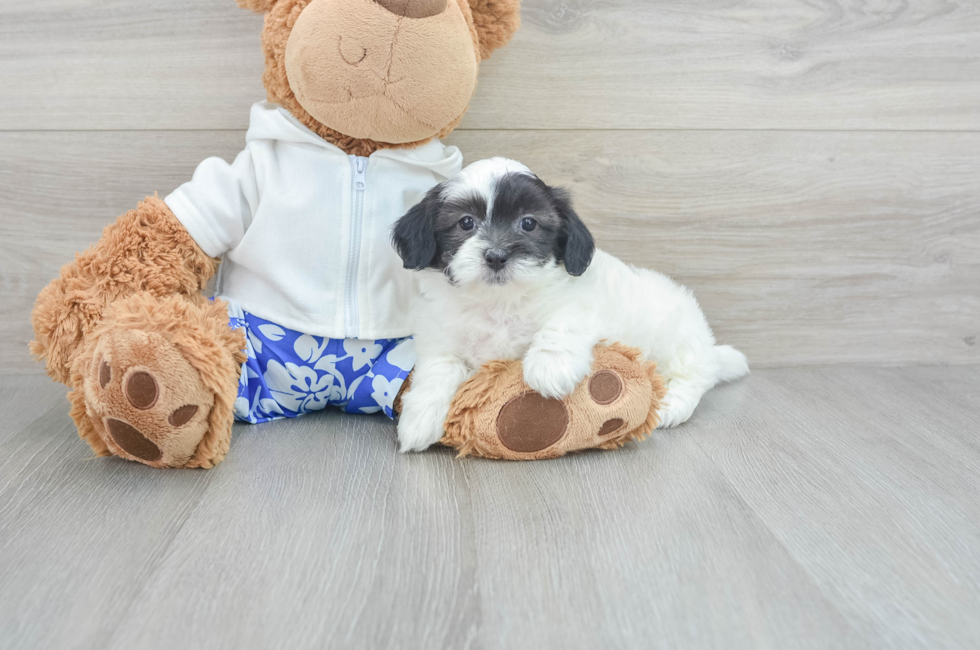 8 week old Shih Poo Puppy For Sale - Puppy Love PR