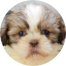 Shih Tzu Puppies For Sale - Puppy Love PR