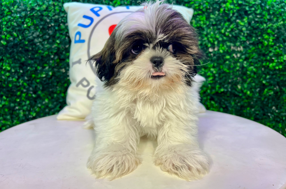 12 week old Shih Tzu Puppy For Sale - Puppy Love PR