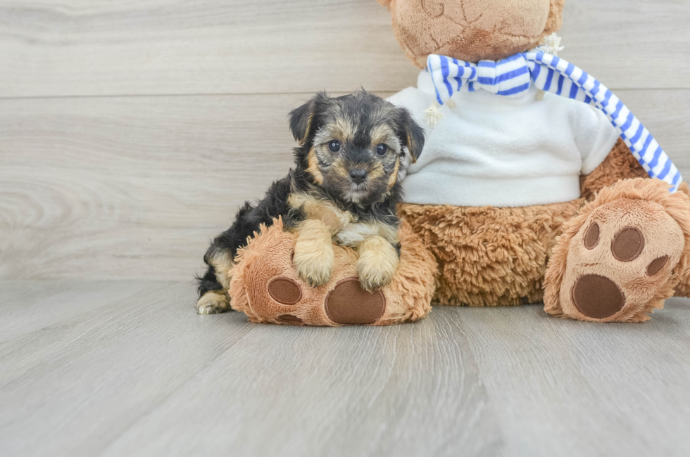 5 week old Yorkie Poo Puppy For Sale - Puppy Love PR