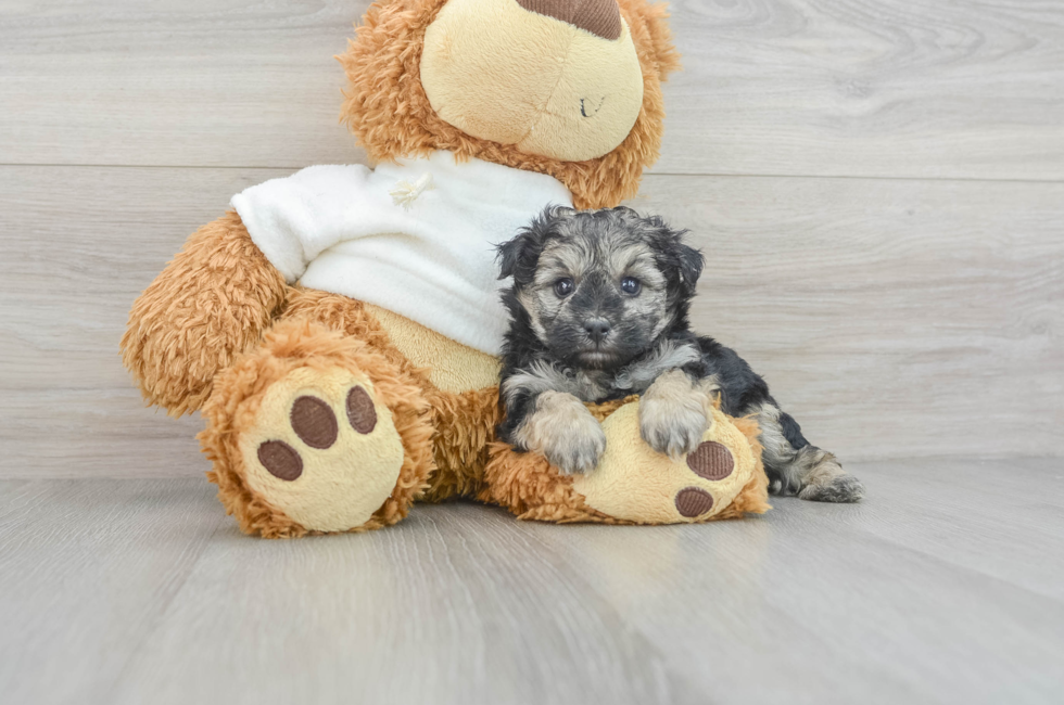 7 week old Yorkie Poo Puppy For Sale - Puppy Love PR