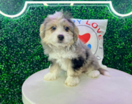 11 week old Aussiechon Puppy For Sale - Puppy Love PR