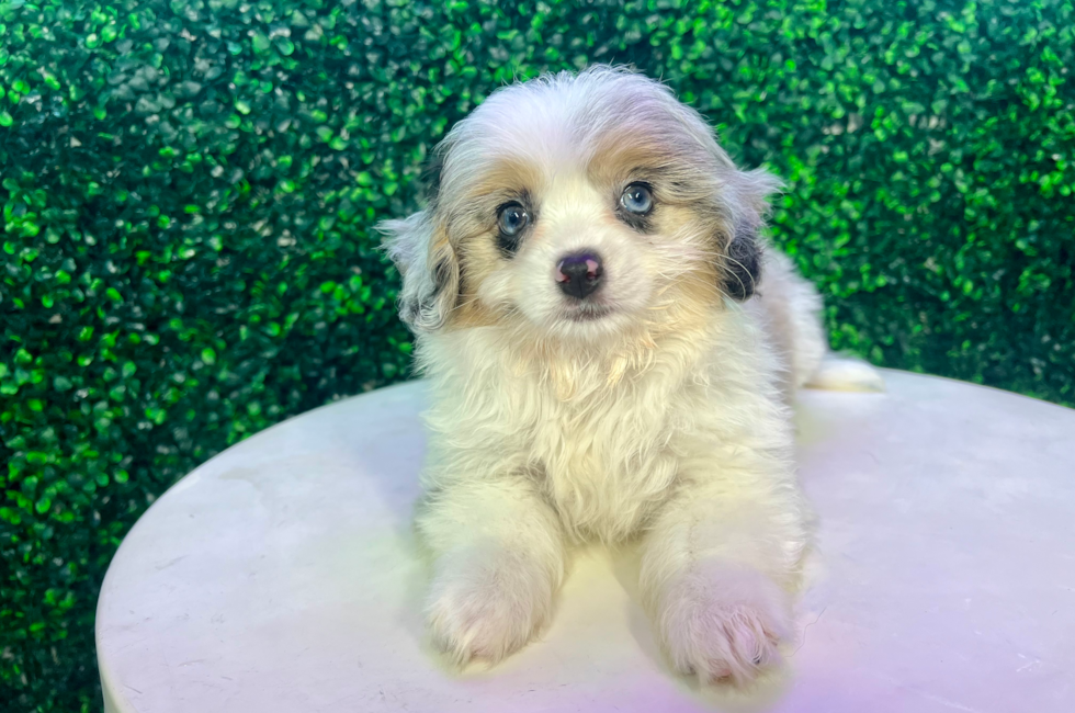 14 week old Aussiechon Puppy For Sale - Puppy Love PR