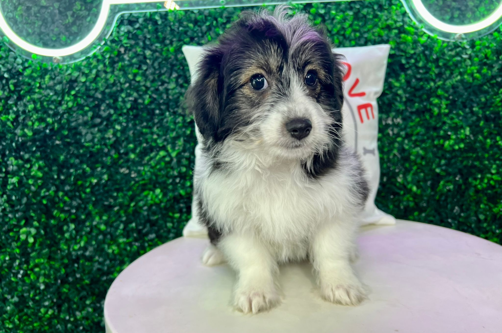 13 week old Aussiechon Puppy For Sale - Puppy Love PR