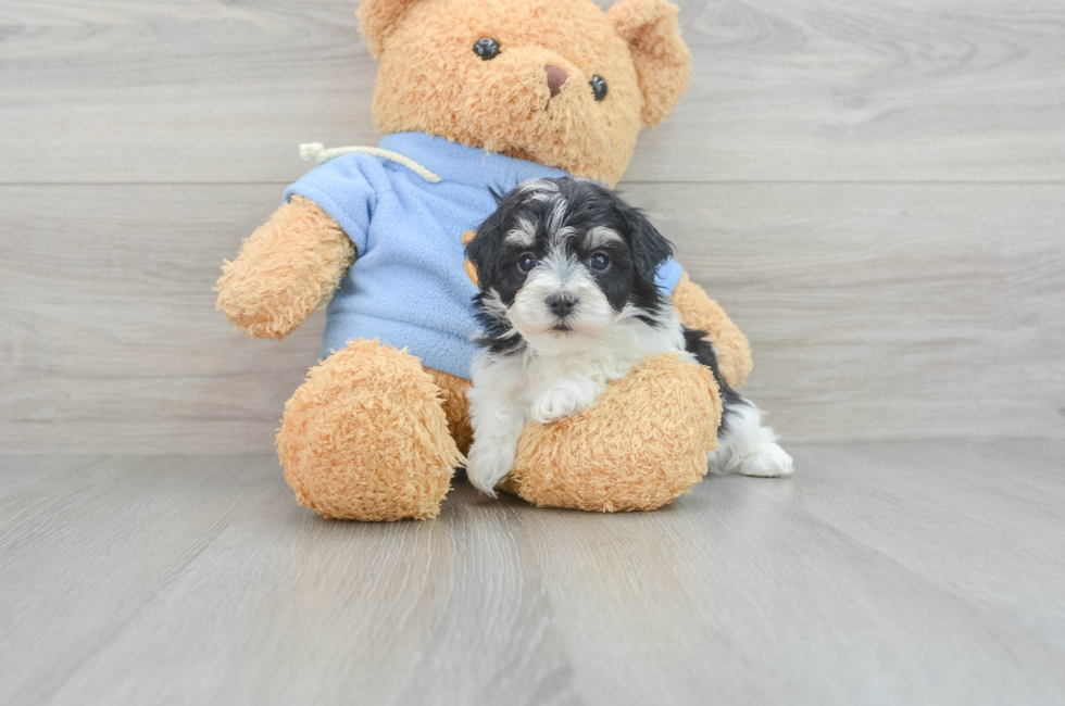 7 week old Havachon Puppy For Sale - Puppy Love PR