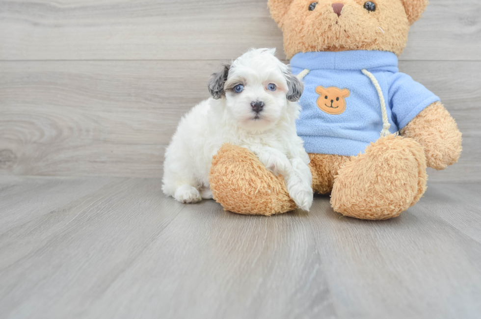 9 week old Havapoo Puppy For Sale - Puppy Love PR