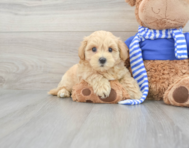 7 week old Maltipoo Puppy For Sale - Puppy Love PR