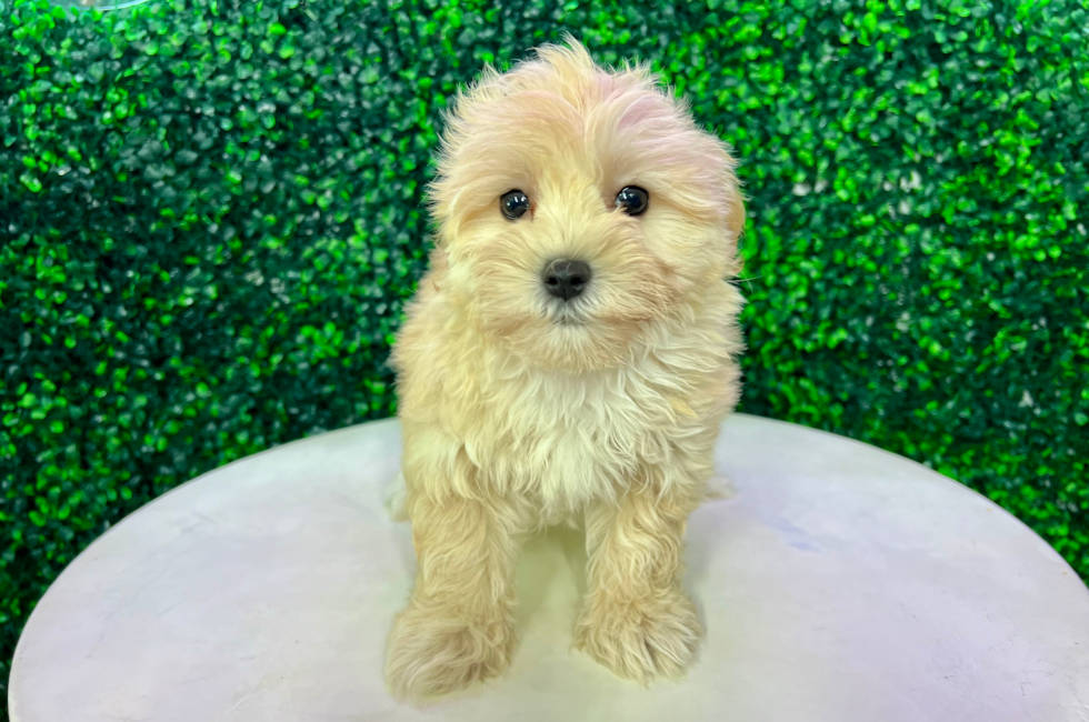 13 week old Maltipoo Puppy For Sale - Puppy Love PR
