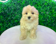 13 week old Maltipoo Puppy For Sale - Puppy Love PR