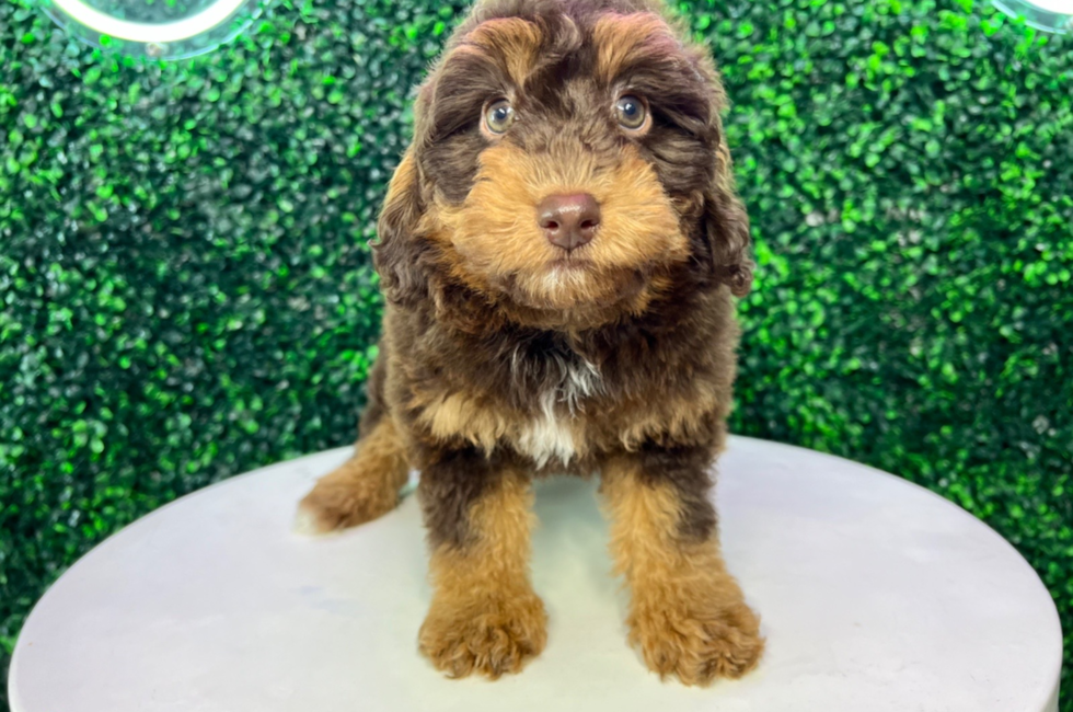 10 week old Mini Aussiedoodle Puppy For Sale - Puppy Love PR