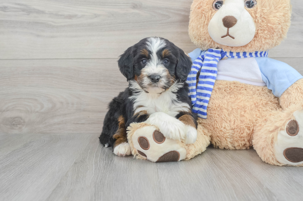 9 week old Mini Bernedoodle Puppy For Sale - Puppy Love PR