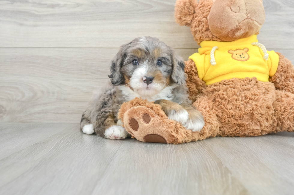 6 week old Mini Bernedoodle Puppy For Sale - Puppy Love PR