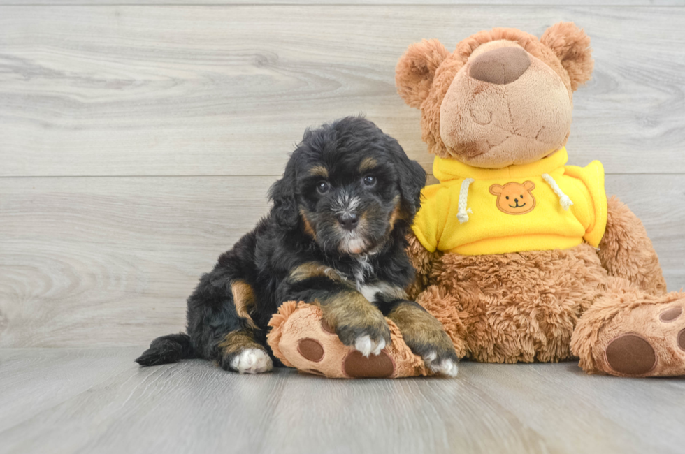 8 week old Mini Bernedoodle Puppy For Sale - Puppy Love PR