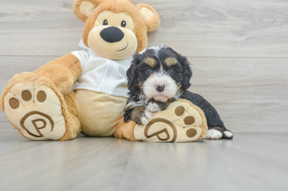 7 week old Mini Bernedoodle Puppy For Sale - Puppy Love PR
