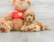 8 week old Mini Goldendoodle Puppy For Sale - Puppy Love PR