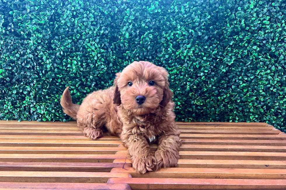 10 week old Mini Goldendoodle Puppy For Sale - Puppy Love PR