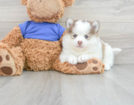 6 week old Pomsky Puppy For Sale - Puppy Love PR