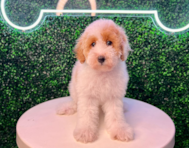 10 week old Poodle Puppy For Sale - Puppy Love PR